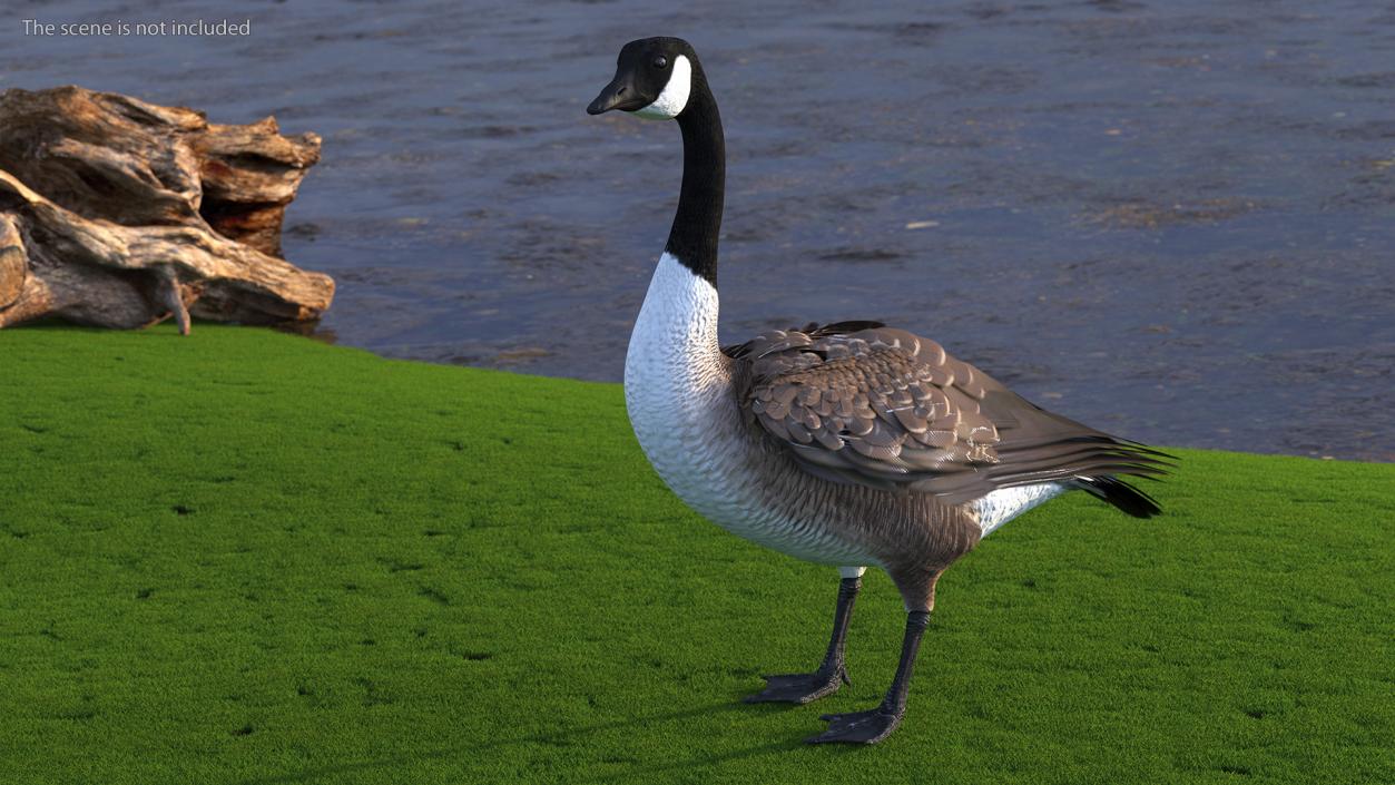 3D Branta Canadensis Standing Pose