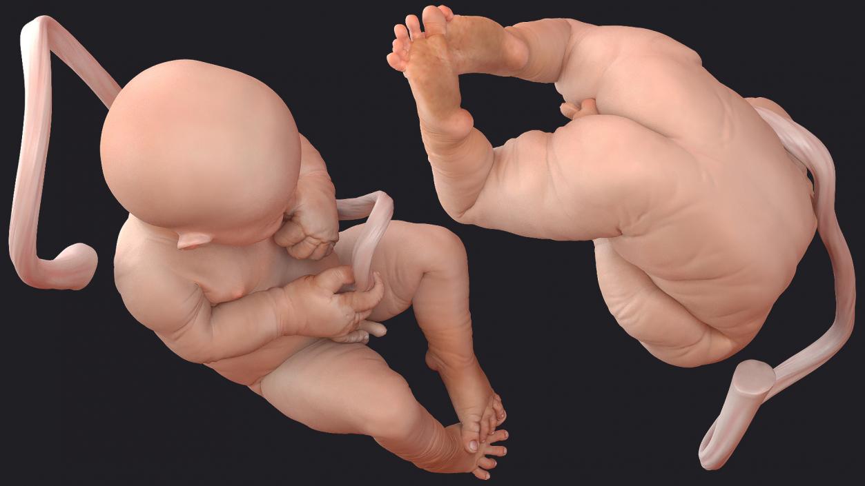 3D model Baby Boy at 38 Weeks