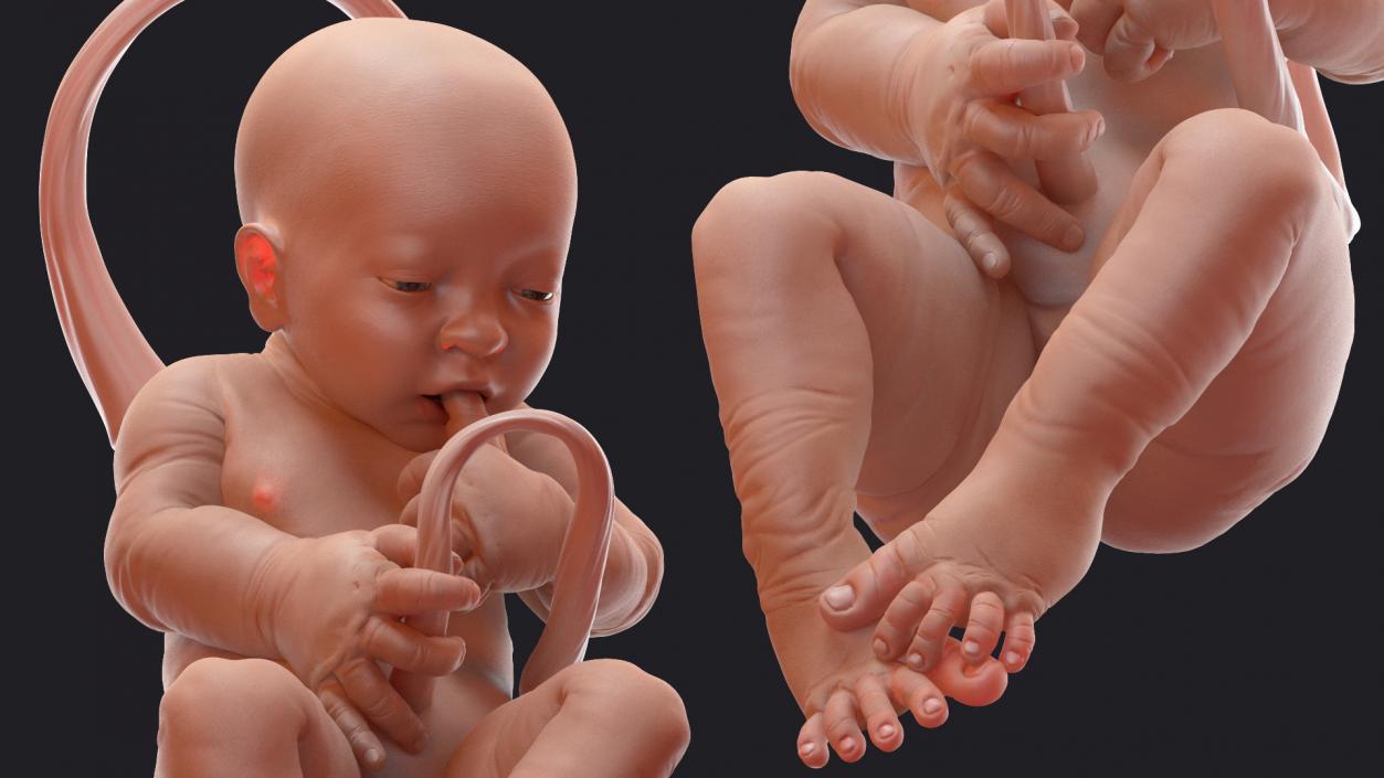 3D model Baby Boy at 38 Weeks