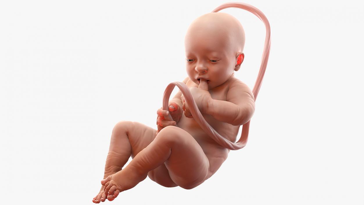 3D model Baby Boy at 38 Weeks