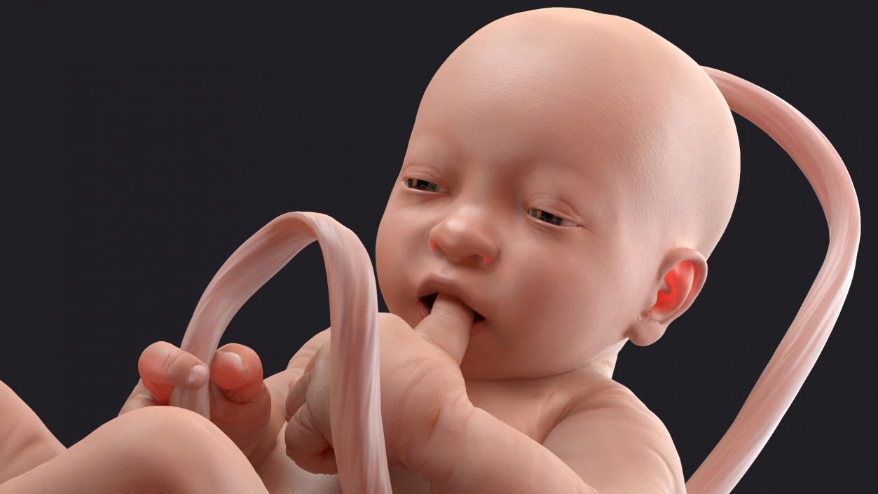 3D model Baby Boy at 38 Weeks