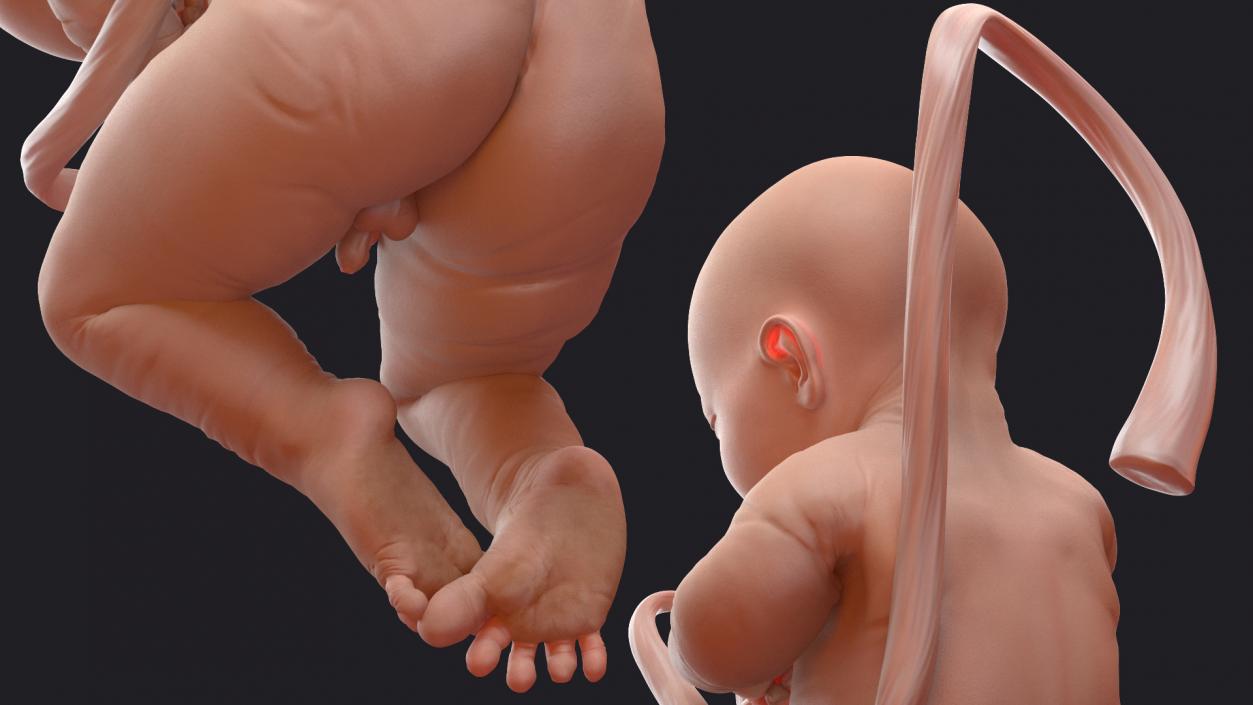 3D model Baby Boy at 38 Weeks