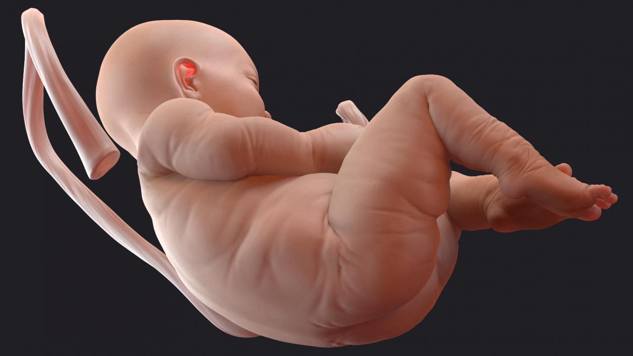 3D model Baby Boy at 38 Weeks