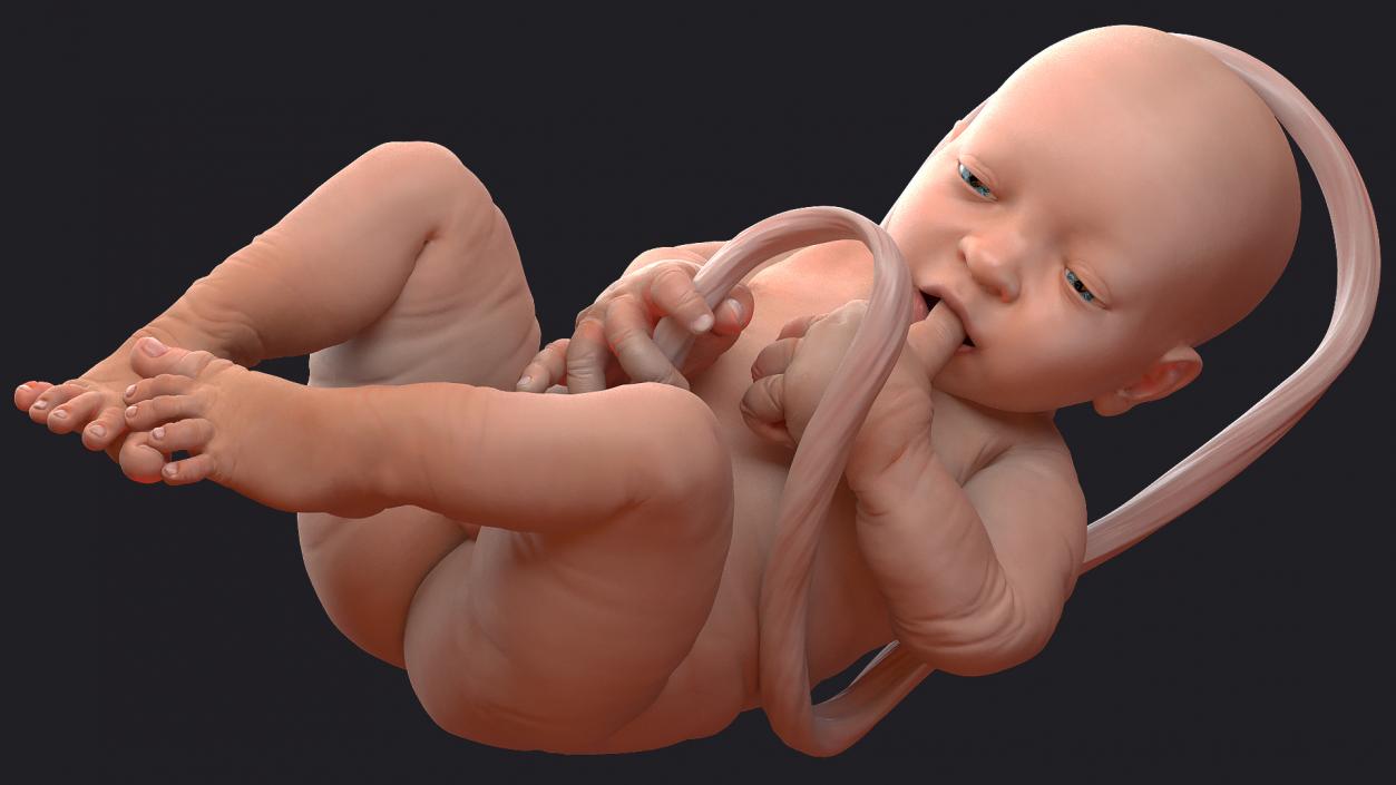 3D model Baby Boy at 38 Weeks