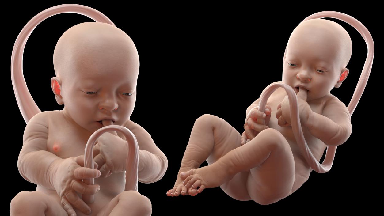 3D model Baby Boy at 38 Weeks