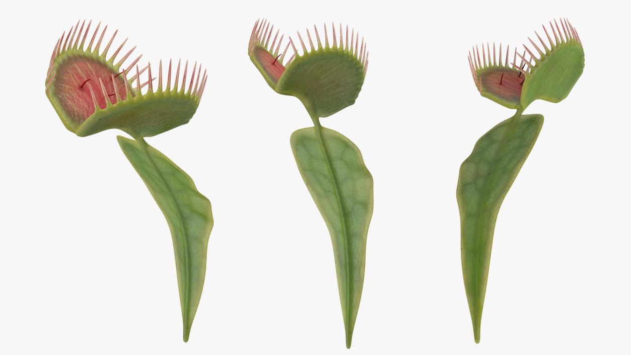 3D Venus Flytrap Dionaea Muscipula Stem