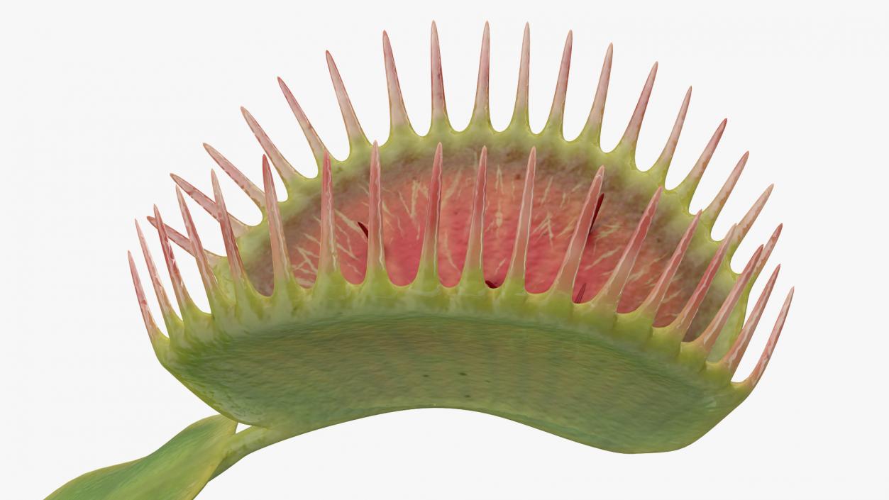 3D Venus Flytrap Dionaea Muscipula Stem