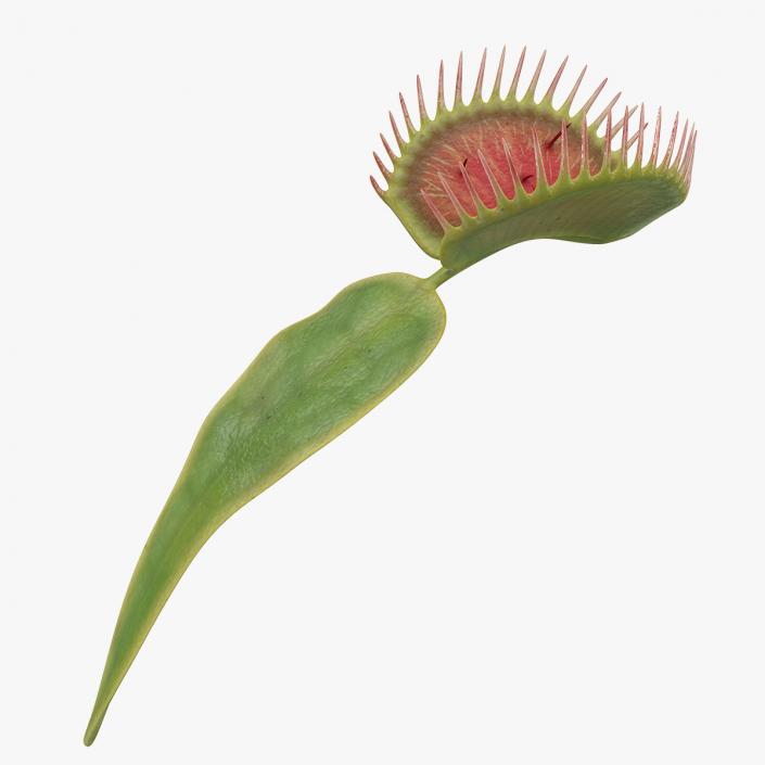 3D Venus Flytrap Dionaea Muscipula Stem