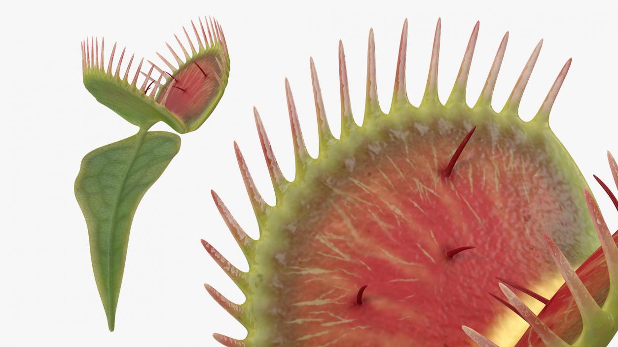 3D Venus Flytrap Dionaea Muscipula Stem