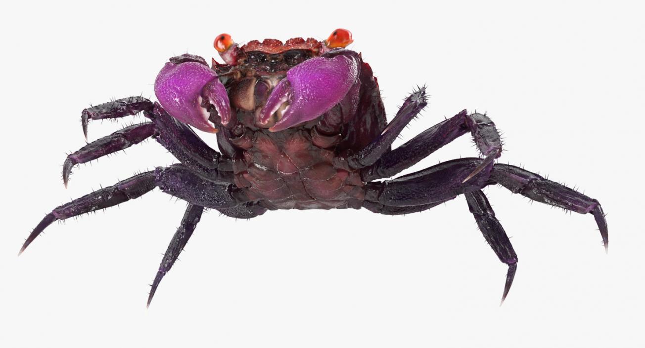 Vampire Crab Geosesarma with Fur 3D