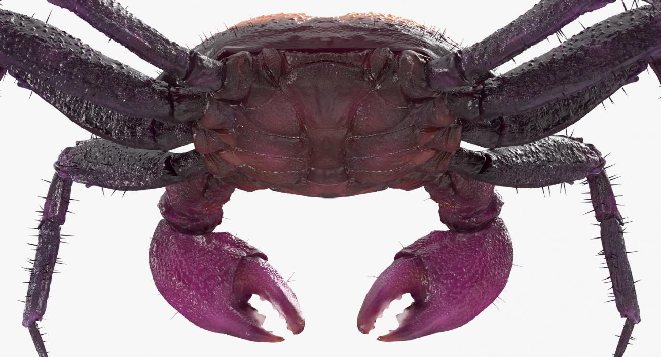 Vampire Crab Geosesarma with Fur 3D