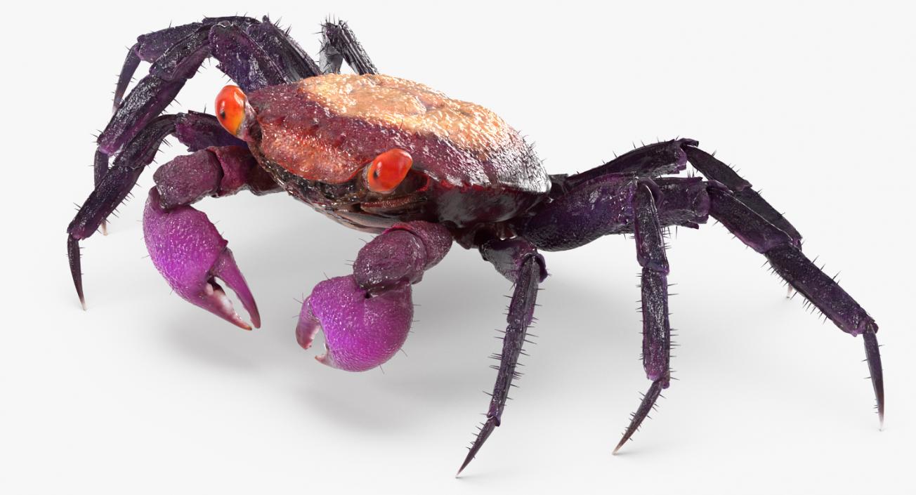 Vampire Crab Geosesarma with Fur 3D