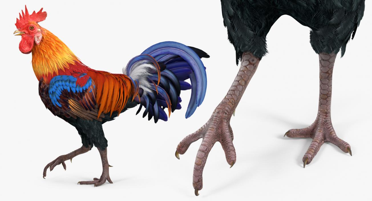 Rooster Rigged 3D model