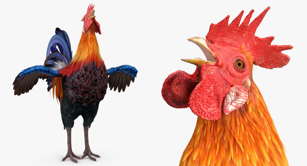 Rooster Rigged 3D model