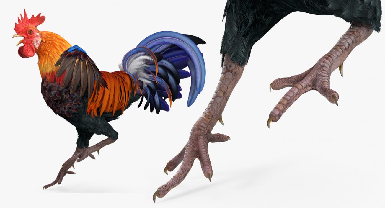 Rooster Rigged 3D model