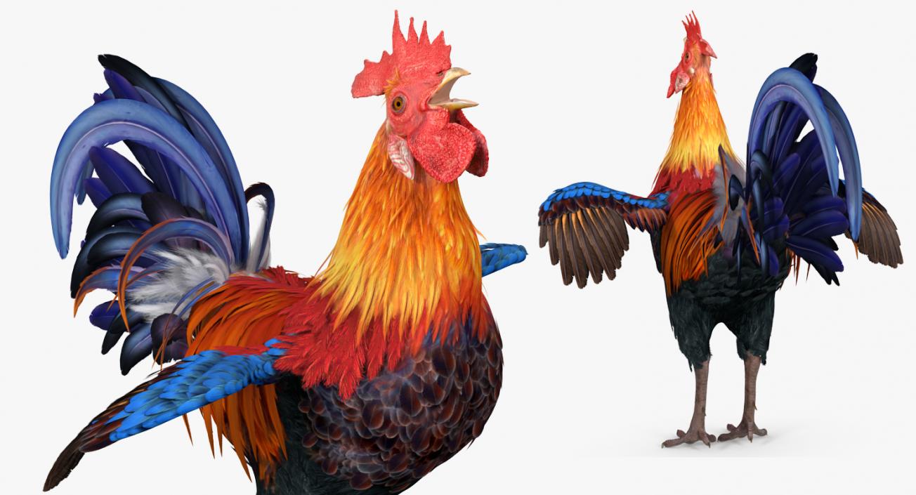 Rooster Rigged 3D model