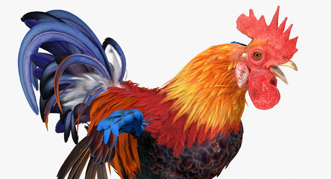 Rooster Rigged 3D model