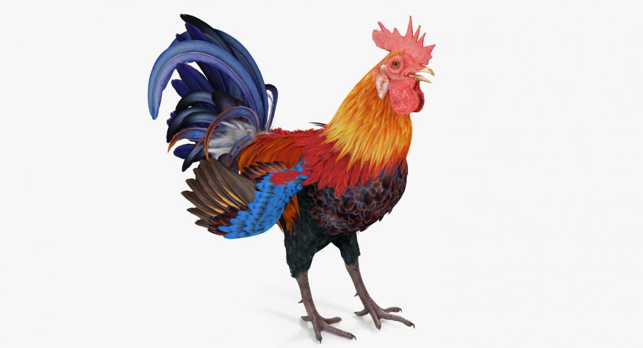 Rooster Rigged 3D model