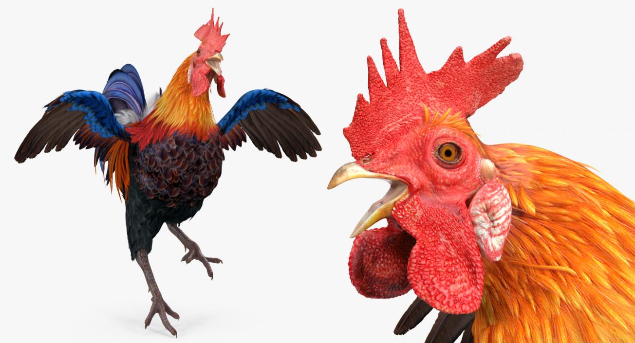 Rooster Rigged 3D model