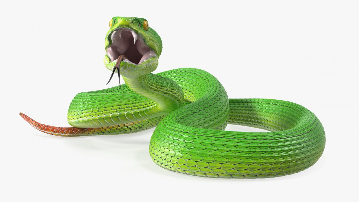 3D model Viper Green Trimeresurus Rigged for Maya