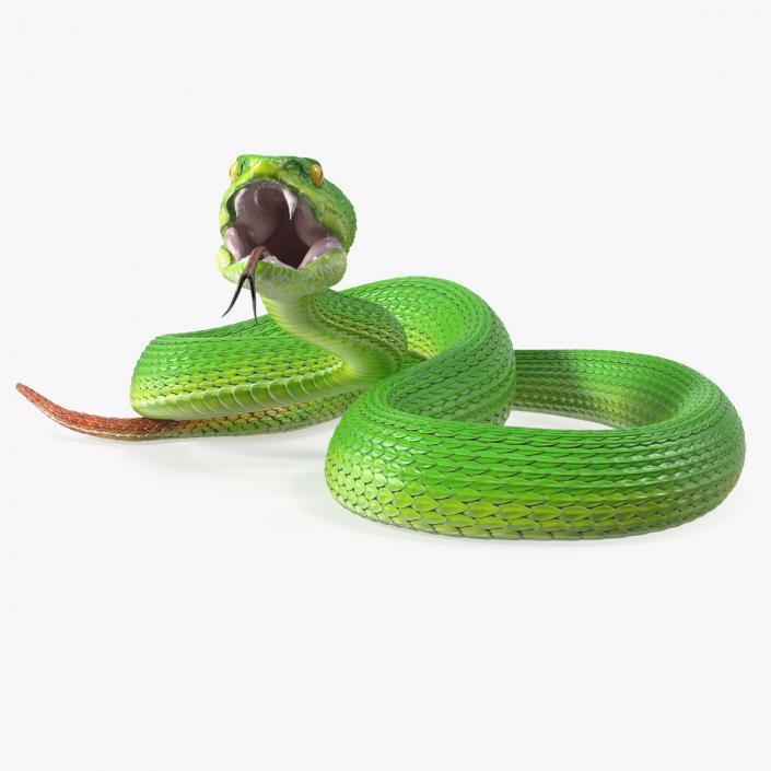 3D model Viper Green Trimeresurus Rigged for Maya