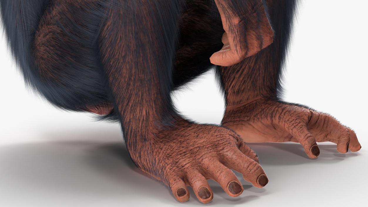 3D Light Chimpanzee Sitting Pose Fur model