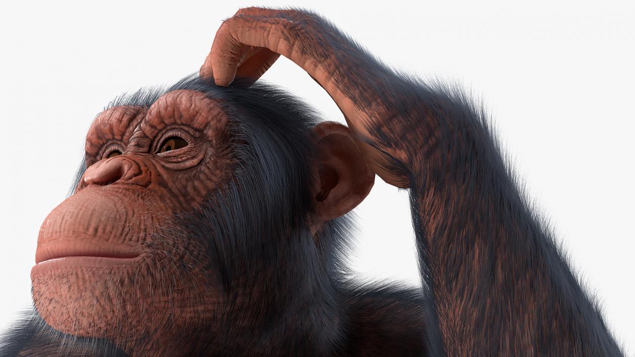 3D Light Chimpanzee Sitting Pose Fur model