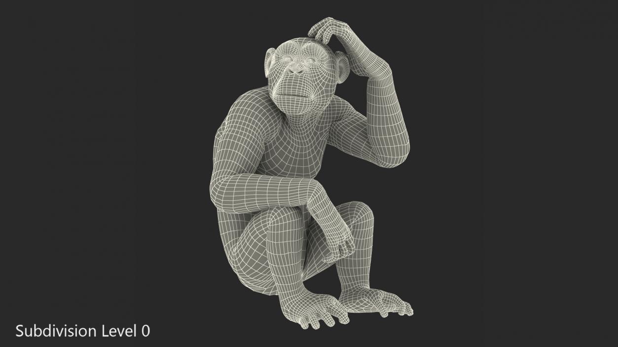 3D Light Chimpanzee Sitting Pose Fur model