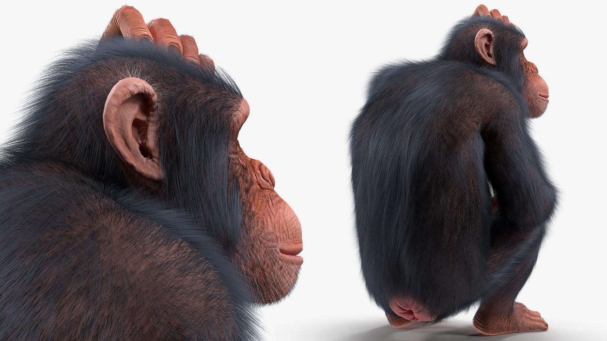 3D Light Chimpanzee Sitting Pose Fur model