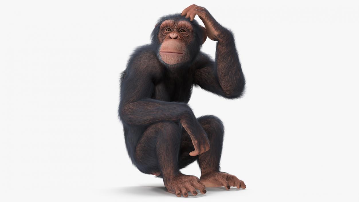 3D Light Chimpanzee Sitting Pose Fur model