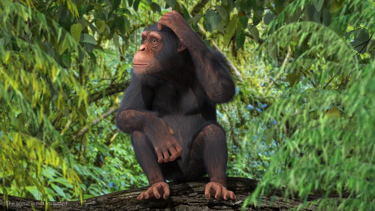 3D Light Chimpanzee Sitting Pose Fur model