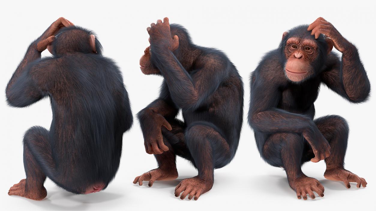 3D Light Chimpanzee Sitting Pose Fur model