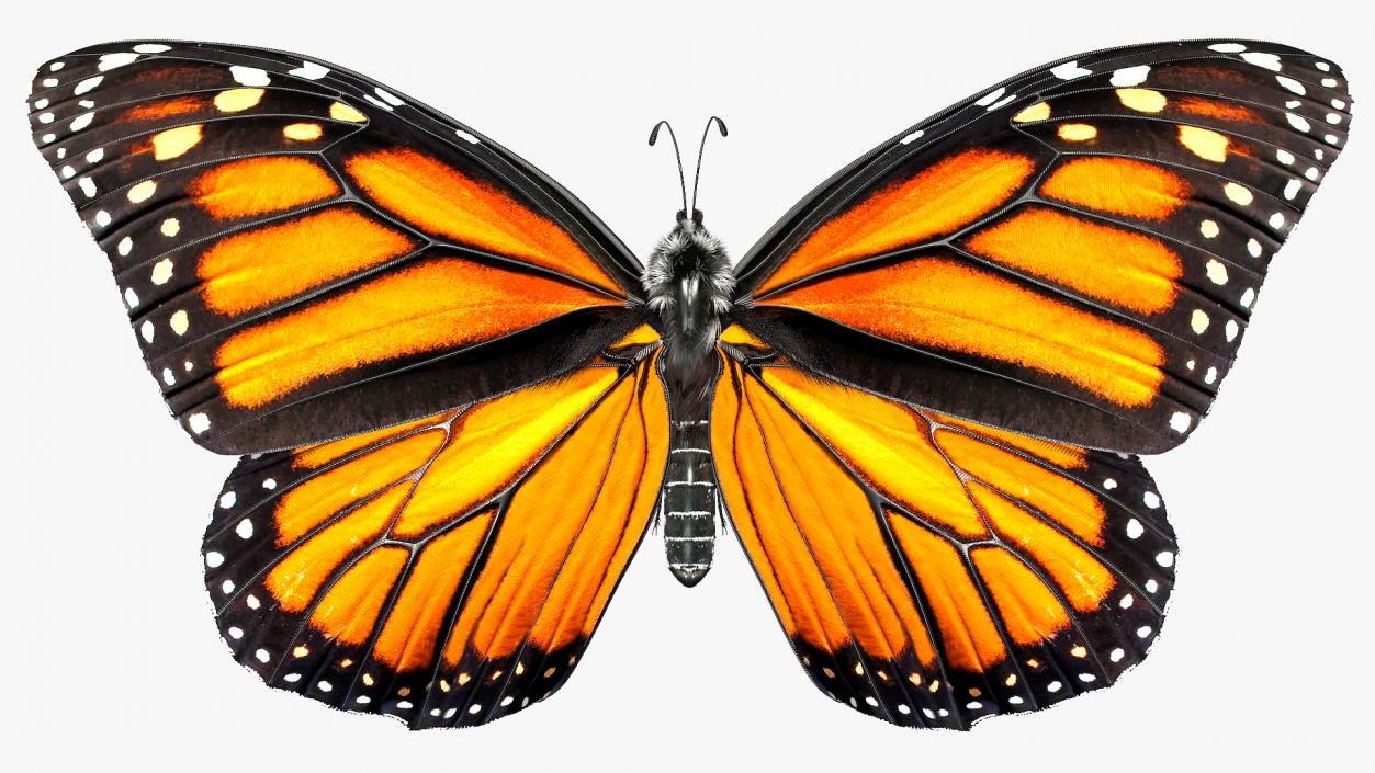 Animated Monarch Butterfly Collection 3D