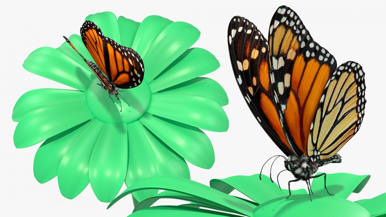 Animated Monarch Butterfly Collection 3D