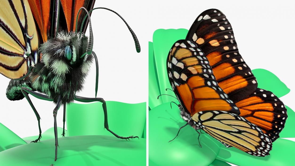 Animated Monarch Butterfly Collection 3D