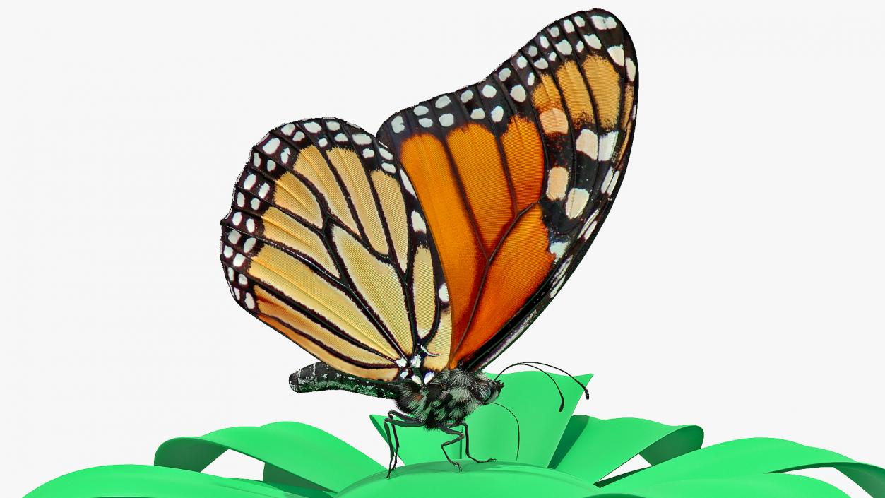 Animated Monarch Butterfly Collection 3D