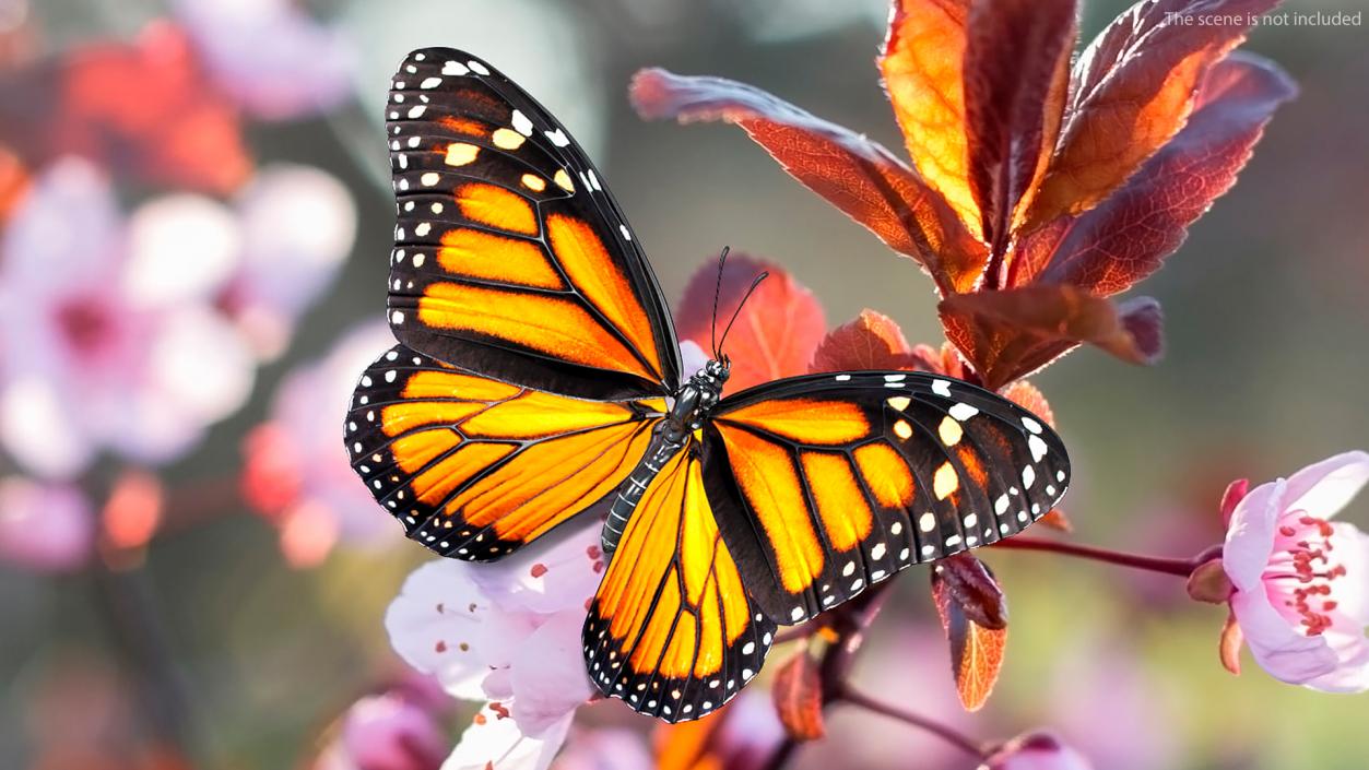 Animated Monarch Butterfly Collection 3D