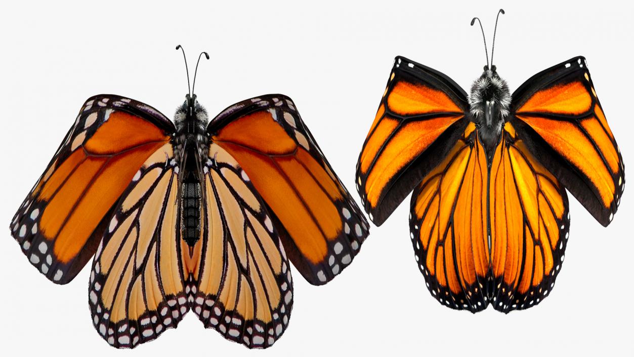 Animated Monarch Butterfly Collection 3D