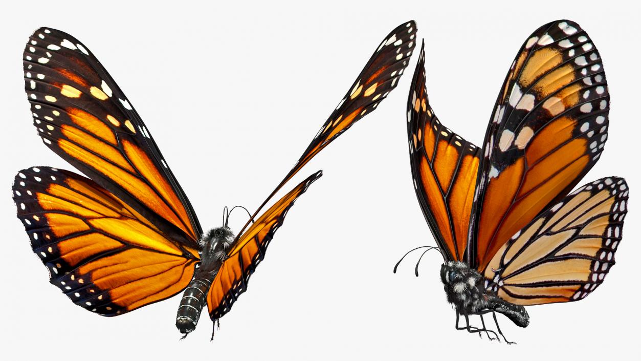 Animated Monarch Butterfly Collection 3D