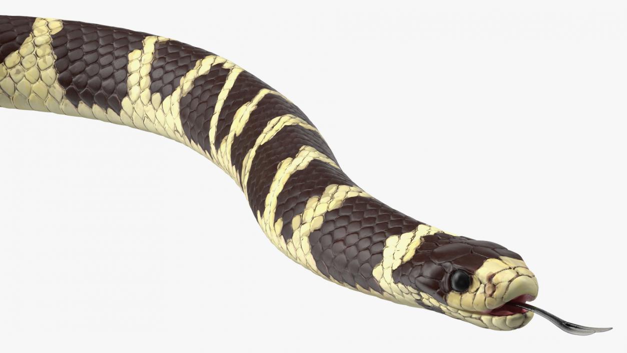 3D model California Kingsnake