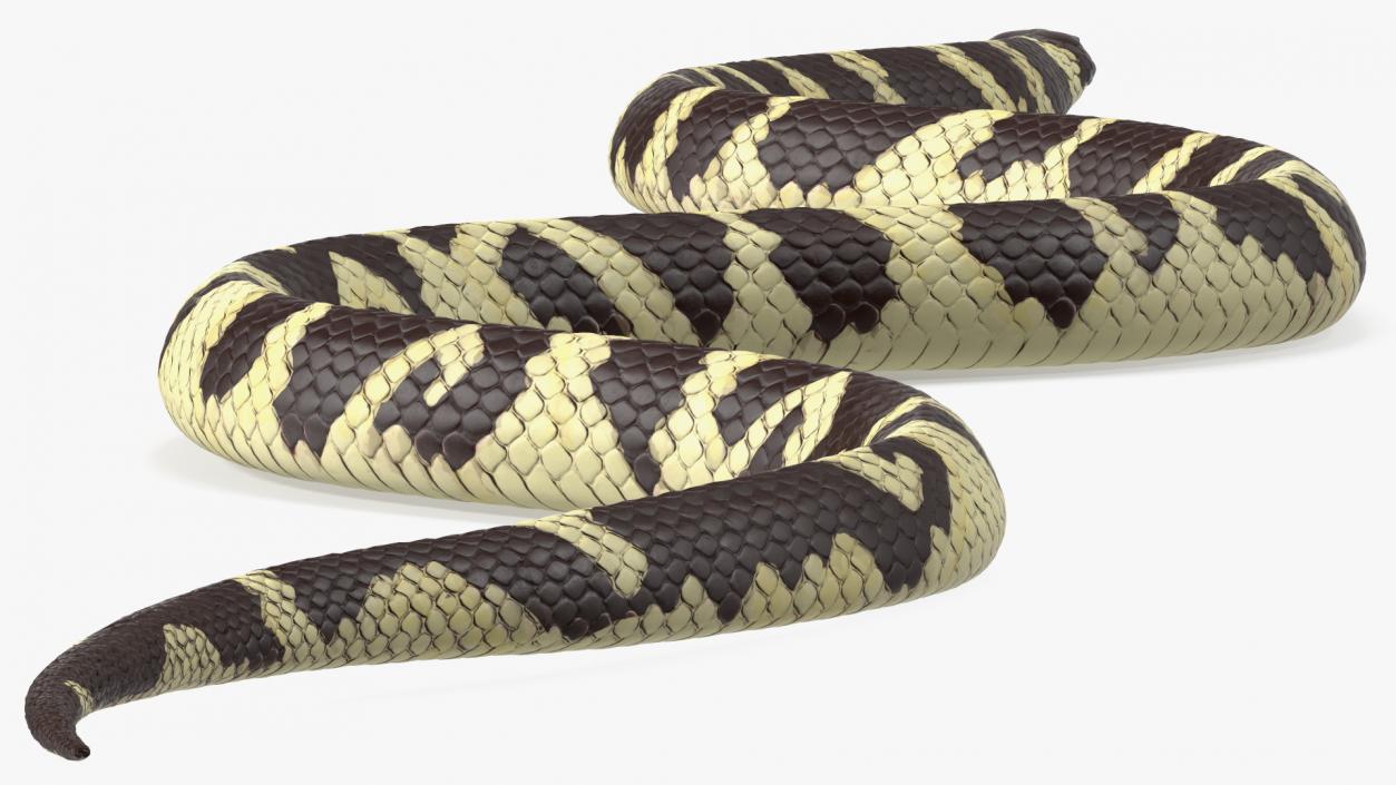 3D model California Kingsnake