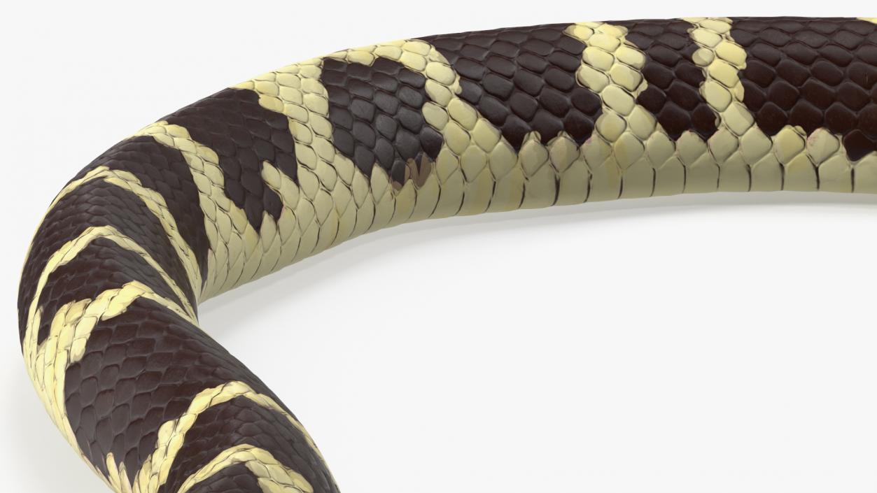 3D model California Kingsnake