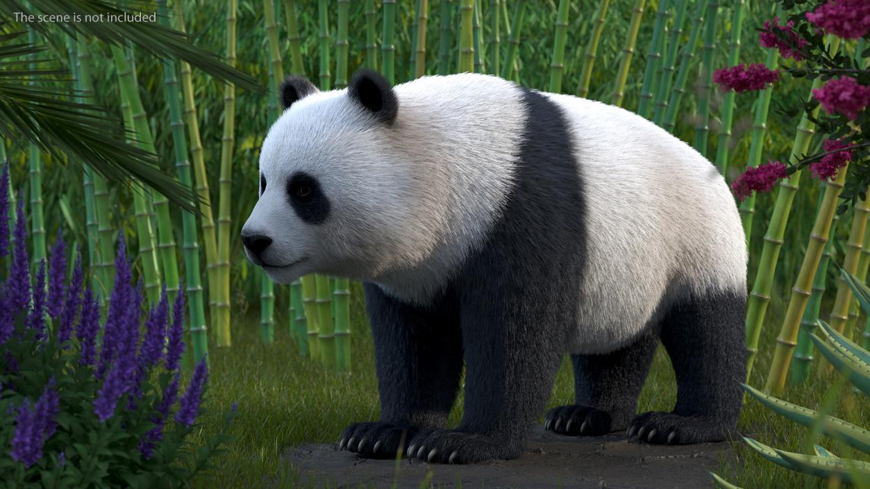 Giant Panda Fur Rigged 3D