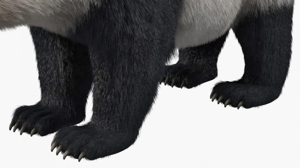 Giant Panda Fur Rigged 3D