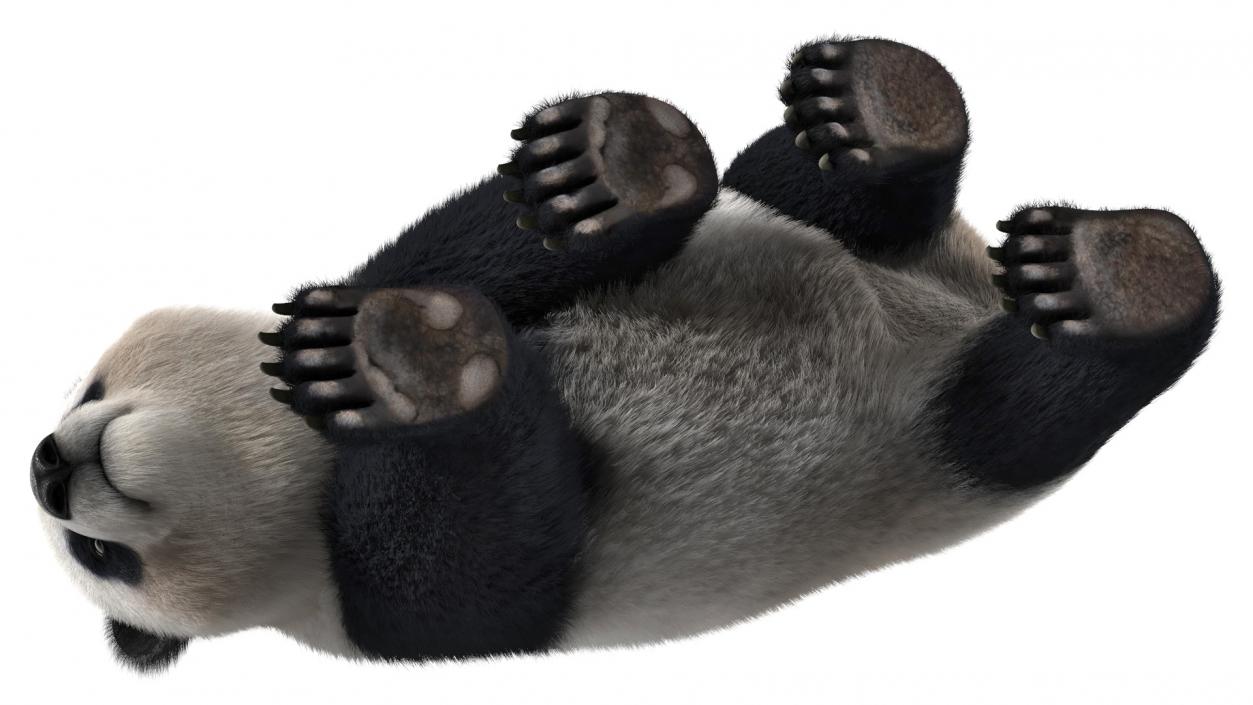 Giant Panda Fur Rigged 3D