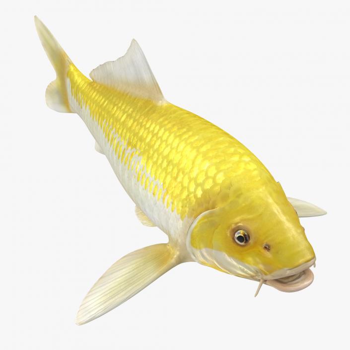 3D model Yellow Koi Ogon Fish