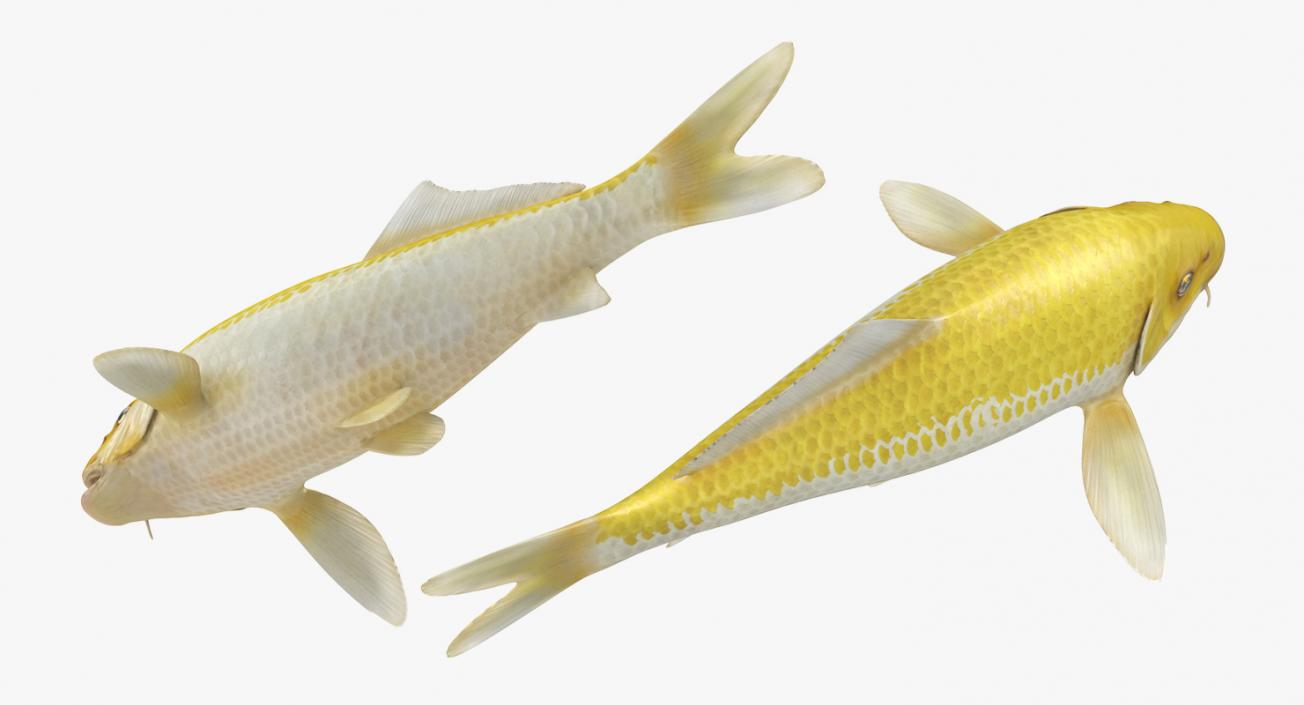 3D model Yellow Koi Ogon Fish