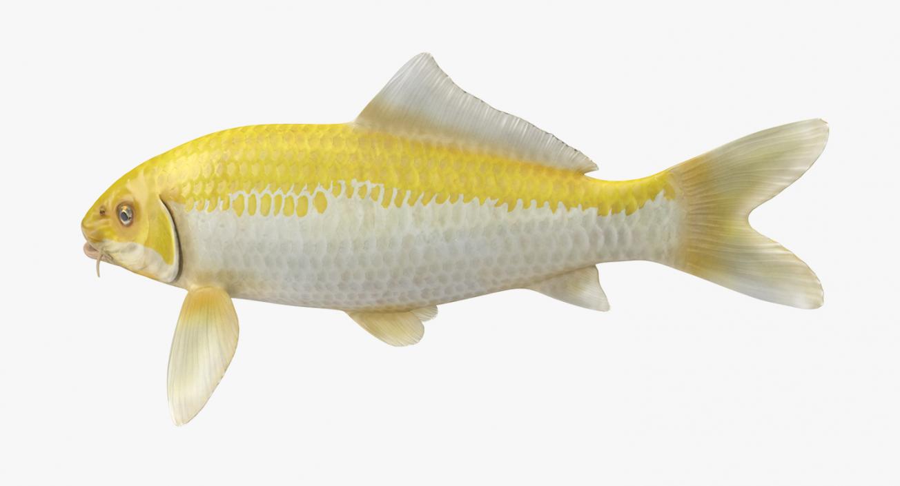 3D model Yellow Koi Ogon Fish