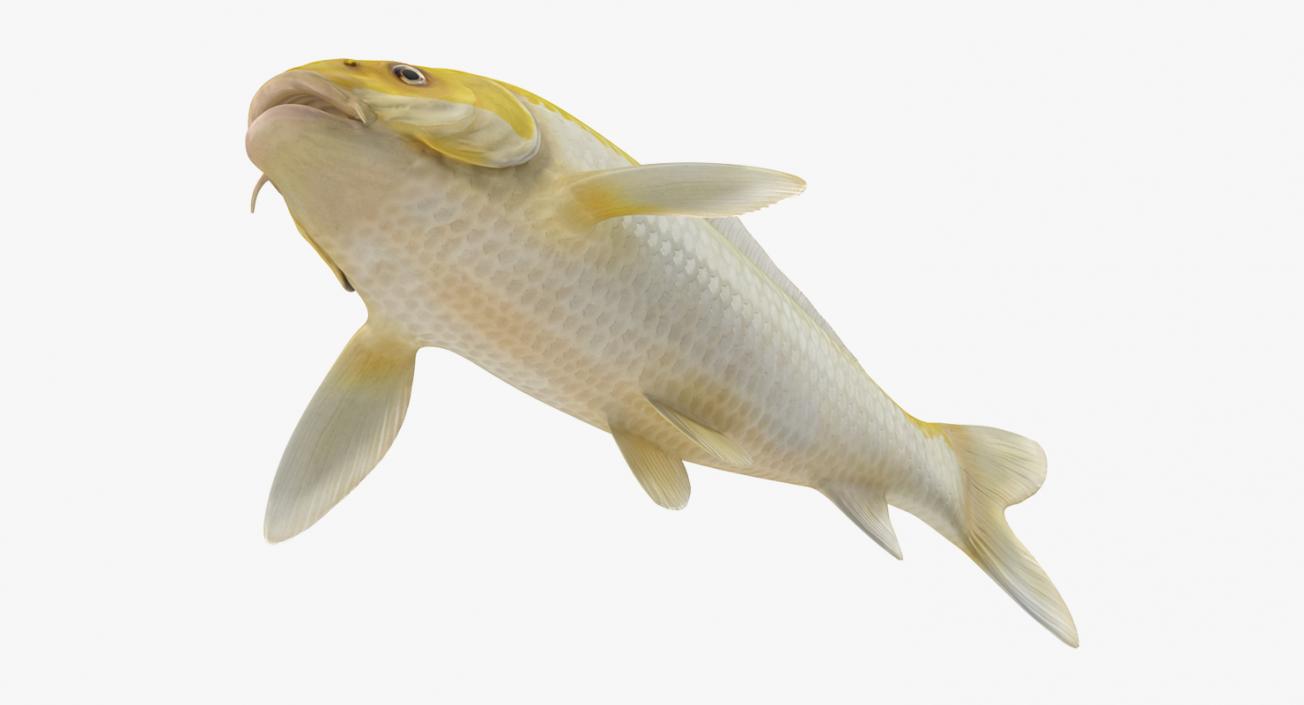 3D model Yellow Koi Ogon Fish