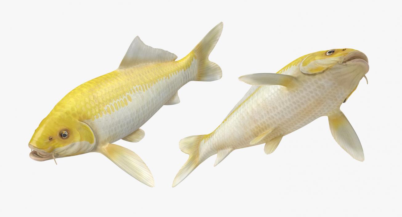 3D model Yellow Koi Ogon Fish